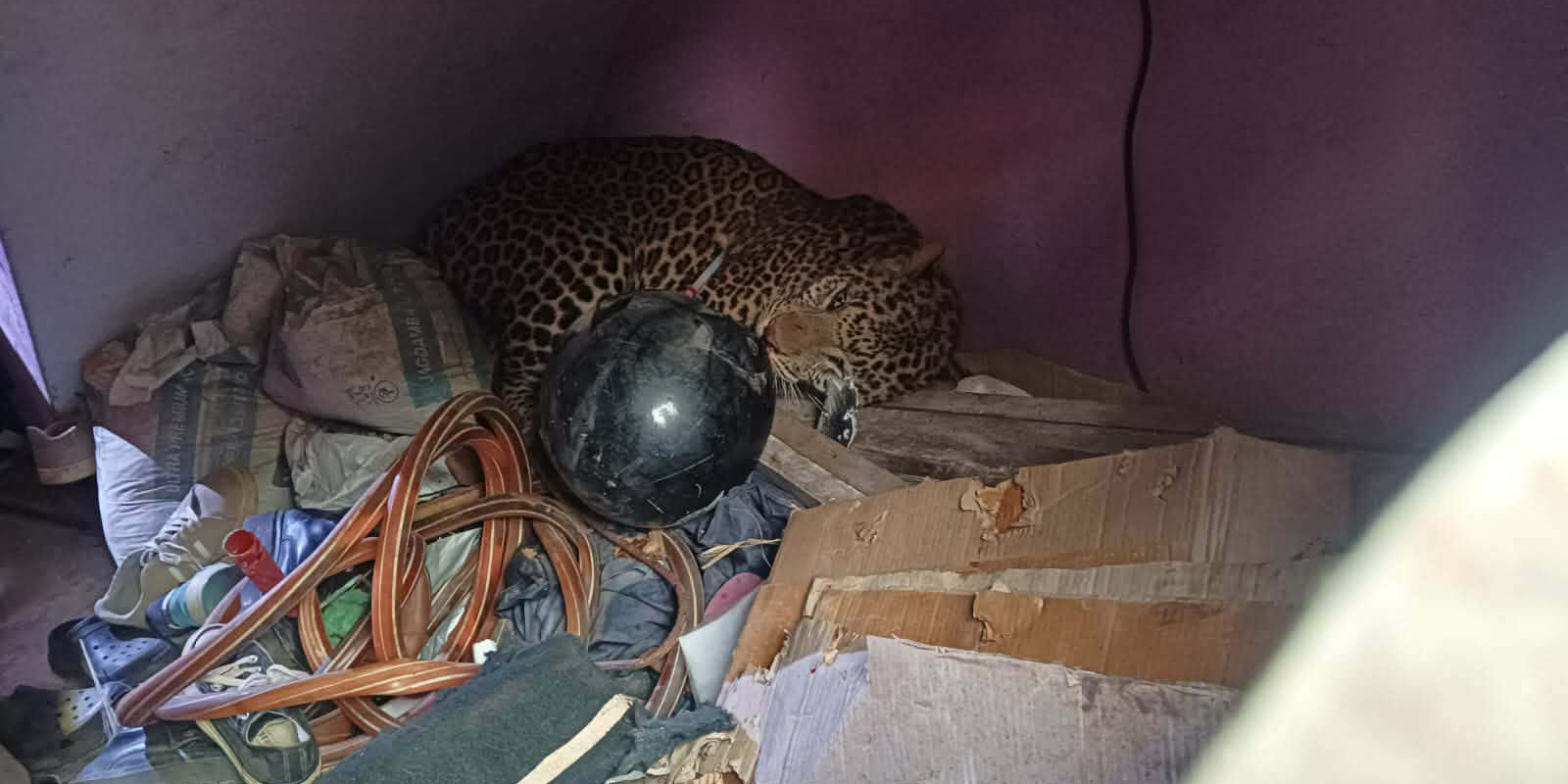 मनमैजुमा घरभित्र पसेको चितुवाको उद्धार